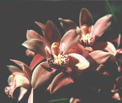 [Orchid]
