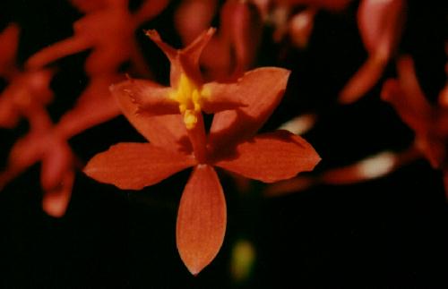 [Orchid]