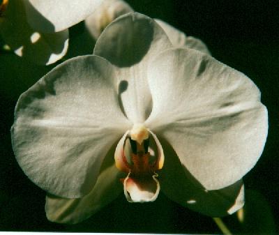 [Orchid]