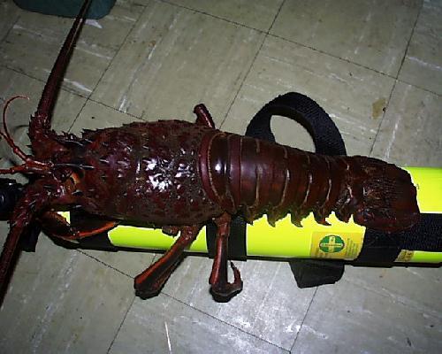 [Roger's Bug]