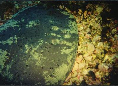 [Electric Ray]