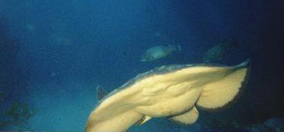 [Electric Ray]