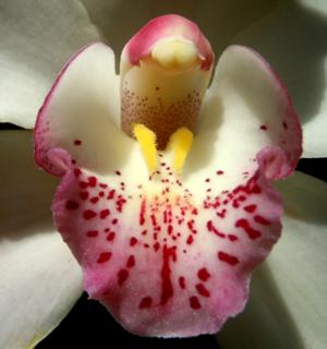 Orchids Photo Gallery