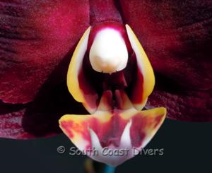 Orchids Photo Gallery
