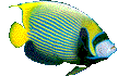 [Fish]